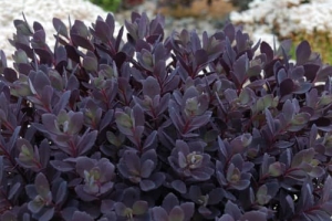 Sedum 'Plum Dazzled' 